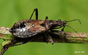 Attēlu rezultāti vaicājumam “Himacerus apterus”