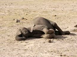 Image result for sad elephant