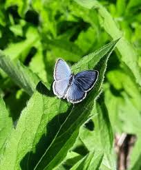 Attēlu rezultāti vaicājumam “Lophozia capitata”