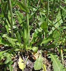 Attēlu rezultāti vaicājumam “Capsella bursa-pastoris leaf”