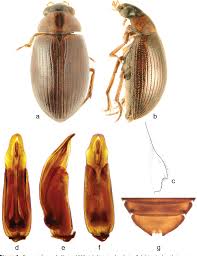 Attēlu rezultāti vaicājumam “Enochrus affinis”