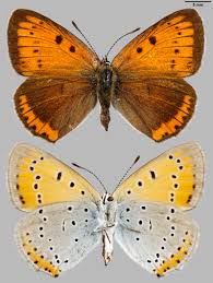 Attēlu rezultāti vaicājumam “Lycaena dispar underside”