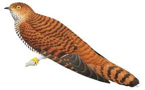 Attēlu rezultāti vaicājumam “Cuculus canorus”