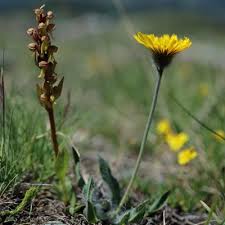 Attēlu rezultāti vaicājumam “Coeloglossum viride leaf”