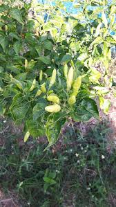 Afbeeldingsresultaat voor thai bird pepper hot pepper