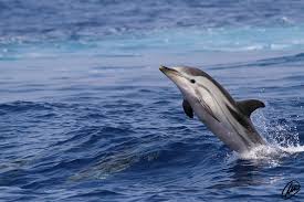 Image result for Stenella coeruleoalba