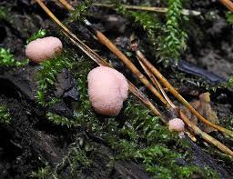 Attēlu rezultāti vaicājumam “Lycogala fuscoolearium”