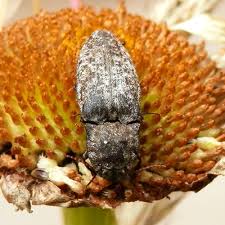 Attēlu rezultāti vaicājumam “Agrypnus murinus”