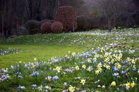 Attēlu rezultāti vaicājumam “Iris reticulata flower”