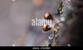 Attēlu rezultāti vaicājumam “Hemitrichia decipiens macro”