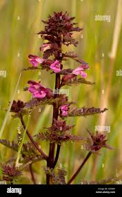 Attēlu rezultāti vaicājumam “Pedicularis palustris flower”