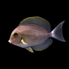 Image result for Acanthurus xanthopterus