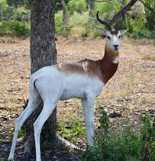 Attēlu rezultāti vaicājumam “Dama dama”