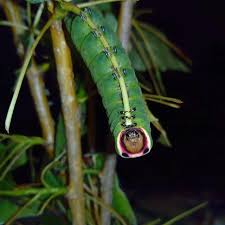 Attēlu rezultāti vaicājumam “Cerura vinula larva”