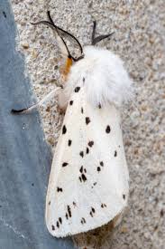 Attēlu rezultāti vaicājumam “Spilosoma lubricipeda”