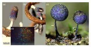 Attēlu rezultāti vaicājumam “Diachea muscorum macro”