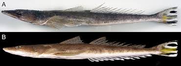 Image result for Platycephalus richardsoni