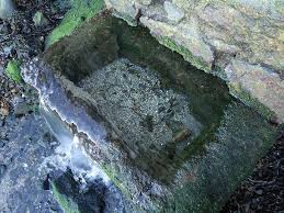 Attēlu rezultāti vaicājumam “Platyhypnidium riparioides”