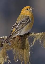 Attēlu rezultāti vaicājumam “Pinicola enucleator adult”