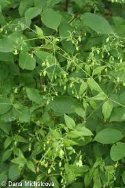 Attēlu rezultāti vaicājumam “Silene baccifera fruit”