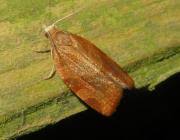 Attēlu rezultāti vaicājumam “Pandemis cinnamomeana female”