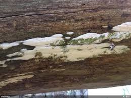 Attēlu rezultāti vaicājumam “Sidera lenis”