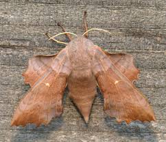 Attēlu rezultāti vaicājumam “Laothoe populi imago”