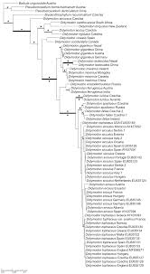 Attēlu rezultāti vaicājumam “Didymodon tophaceus”