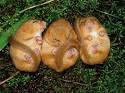 3 Torpid Dormice | Flickr - Photo Sharing!