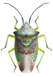 Attēlu rezultāti vaicājumam “Acanthosoma haemorrhoidale”