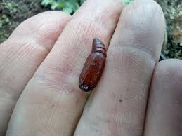 Attēlu rezultāti vaicājumam “Epirranthis diversata”