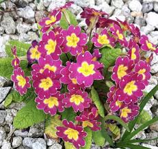 Attēlu rezultāti vaicājumam “Primula”