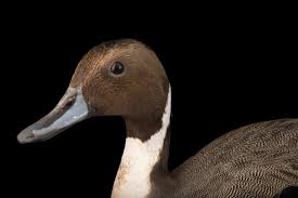 Attēlu rezultāti vaicājumam “Anas acuta”