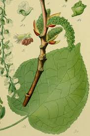 Attēlu rezultāti vaicājumam “Populus nigra”