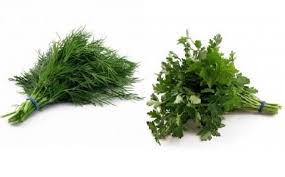 Image result for Dill