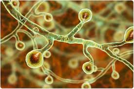 Attēlu rezultāti vaicājumam “fungi”