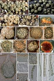 Attēlu rezultāti vaicājumam “Hypocrea gelatinosa”
