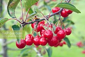 Attēlu rezultāti vaicājumam “Malus mandshurica”