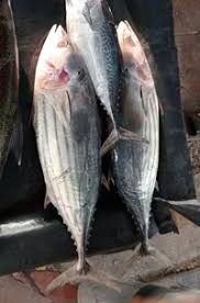 Image result for Katsuwonus pelamis