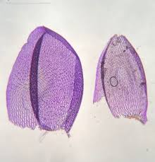 Attēlu rezultāti vaicājumam “Sphagnum platyphyllum”