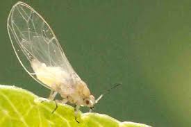 Attēlu rezultāti vaicājumam “Trioza dispar nymph”