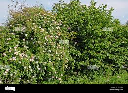 Image result for Rosa canina