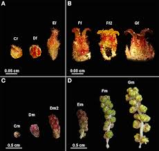 Attēlu rezultāti vaicājumam “Quercus robur female flower”
