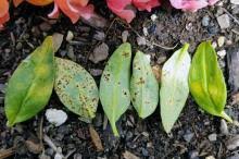 Attēlu rezultāti vaicājumam “Antirrhinum majus leaf”