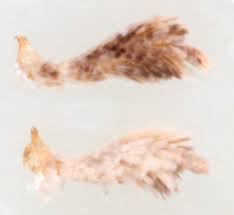 Attēlu rezultāti vaicājumam “Epinotia bilunana”