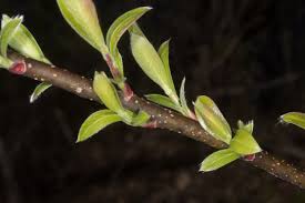 Attēlu rezultāti vaicājumam “Salix cinerea”