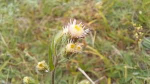 Attēlu rezultāti vaicājumam “Erigeron acris flower”
