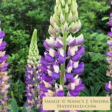 Attēlu rezultāti vaicājumam “Lupinus polyphyllus fruit”