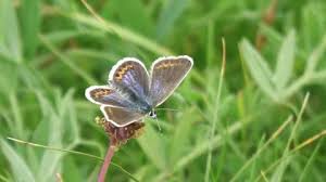 Attēlu rezultāti vaicājumam “Plebejus argus female”