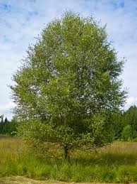 Attēlu rezultāti vaicājumam “Betula”